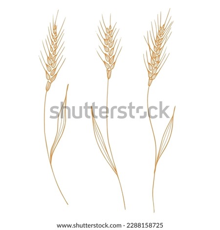 Ears of wheat, spelt. Heap of ears of wheat, dried whole grains. Cereal harvest, agriculture, organic farming, healthy food symbol. Ears of wheat are drawn by hand. Design element. Isolated background