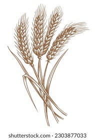 Ears of wheat spikelets with grains. Organic vegetarian food packaging element. Sketch vintage vector illustration