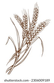 Ears of wheat spikelets with grains. Organic vegetarian food packaging element. Sketch vector illustration