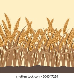 The ears of wheat. Vector.