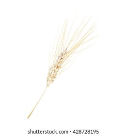 ears of wheat vector