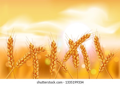 Ears of wheat in vector 3D realistic illustration. Ripe grain clipart for packaging design: bread, beer, kvass, pastries.