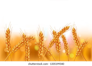 Ears of wheat in vector 3D realistic illustration. Ripe grain clipart for packaging design: bread, beer, kvass, pastries.