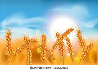 Ears of wheat in vector 3D realistic illustration. Ripe grain clipart for packaging design: bread, beer, kvass, pastries.