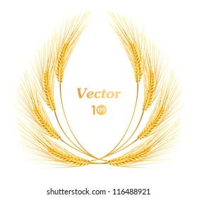 Ears of wheat. Vector eps 10.