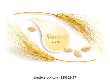 Ears of wheat. Vector eps 10.