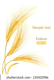 Ears of wheat. Vector eps 10.