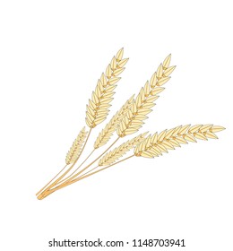 Ears of wheat. Vector illustration.