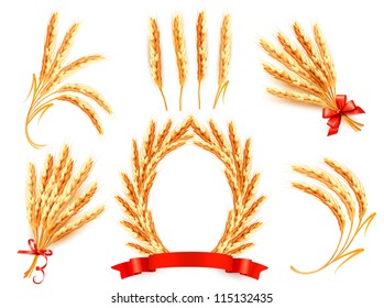 Ears of wheat. Vector illustration.