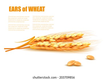 Ears of wheat. Vector illustration. 