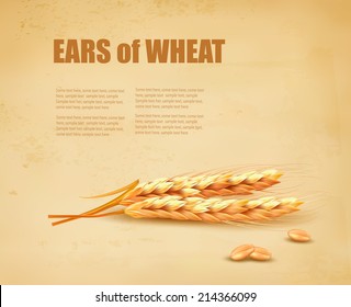 Ears of wheat. Vector illustration.