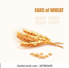 Ears of wheat. Vector illustration. 