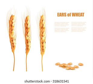 Ears of wheat. Vector illustration. 