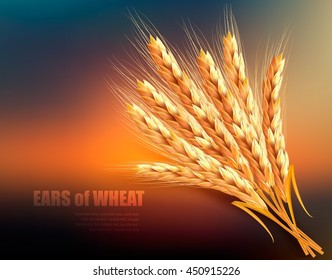 Ears of wheat. Vector illustration. 