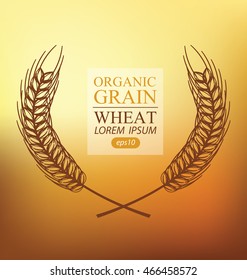 Ears of wheat. Vector illustration.