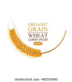 Ears of wheat. Vector illustration.
