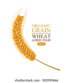 Ears of wheat. Vector illustration.
