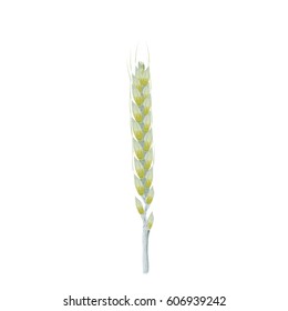 Ears of wheat. Vector illustration. Isolated on white background