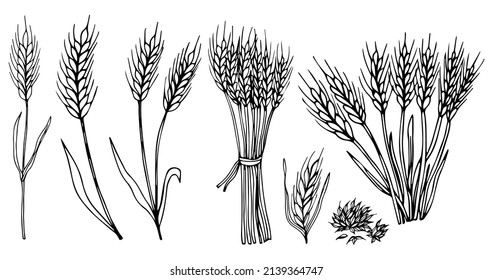 Ears of wheat. Vector illustration. Vintage set 