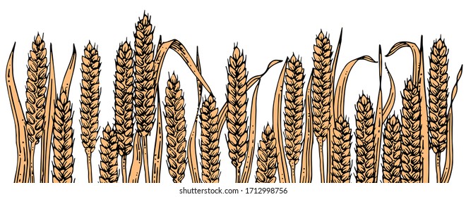 Ears of wheat. Vector. Isolated on a white background. Harvest, ripe spikelets. Design element for the packaging of flour, bread, spaghetti, bakery products. Mowing wheat.