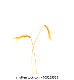 Ears of wheat vector on white background. Rye ears silhouette. Grains on white background