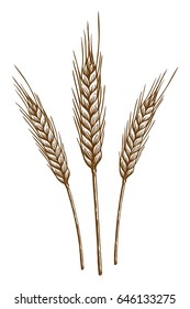 ears of wheat. vector sketch