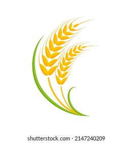 Ears of wheat. Whole grains for making bread.