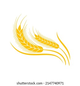 Ears of wheat. Whole grains for making bread.