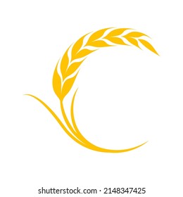 Ears of wheat. Whole grains for making bread.