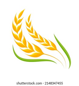 Ears of wheat. Whole grains for making bread.
