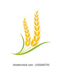 Ears of wheat. Whole grains for making bread.