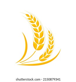 Ears of wheat. Whole grains for making bread.