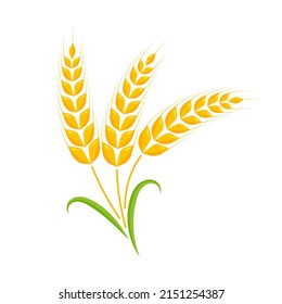 Ears of wheat. Whole grains for making bread.