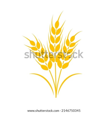 Ears of wheat. Whole grains for making bread.