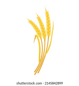 Ears wheat are yellow with curved arc-shaped leaves. Stems of cereal plants, design element. Oat harvest. Vector illustration of bunch of rye.