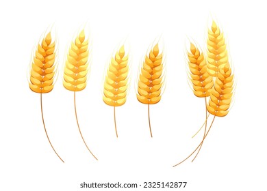 Ears of wheat.A bunch of wheat with grains.Vector illustration.