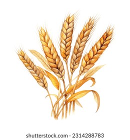 Orejas de trigo.Color detallado realista de la agricultura de los oídos Granja de pan fresco saludable y sabroso de pan orgánico. Ilustración vectorial del elemento de los oídos