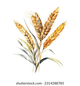 Orejas de trigo.Color detallado realista de la agricultura de los oídos Granja de pan fresco saludable y sabroso de pan orgánico. Ilustración vectorial del elemento de los oídos