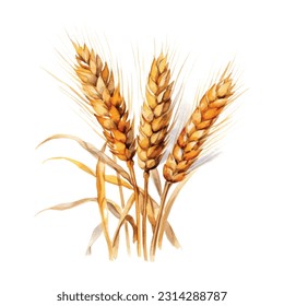 Ears of wheat.Realistic Detailed Color Wheat Ear Agriculture Farm Fresh Healthy Tasty Organic Bread Food. Vector illustration of ears element