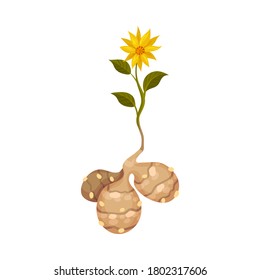 Apple terrestre como vegetal raíz con iluminación vectorial de pieza de planta subterránea