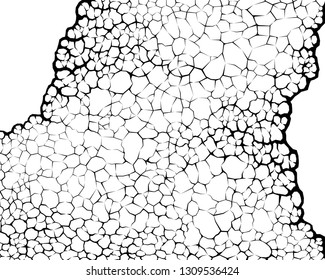 Earth cracks or plant roots on white background. Concrete wall Texture. Cracked pattern design vectors in polygon style.