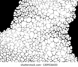 Earth cracks or plant roots on white background. Concrete wall Texture. Cracked pattern design vectors in polygon style.