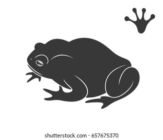 Earth toad. Isolated toad on white background

