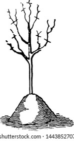 Earthed Tree vintage engraved illustration. 