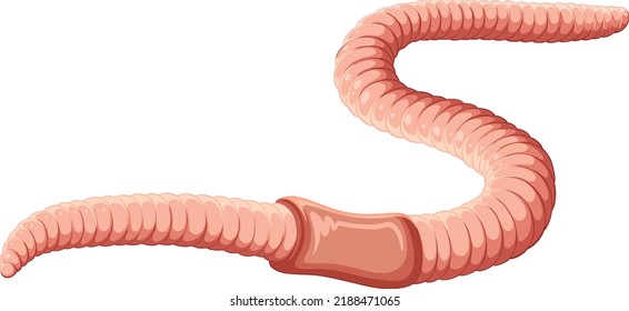 Earthworm anatomy concept vector illustration