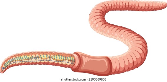 Earthworm anatomy concept vector illustration