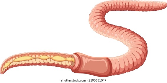 Earthworm anatomy concept vector illustration