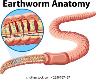 Earthworm anatomy concept vector illustration