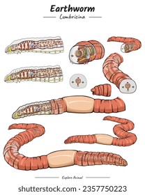 Earthworm Anatomy Package. set of 
Earthworm Anatomy illustration. for educational content, teaching, presentation. with a simple design.