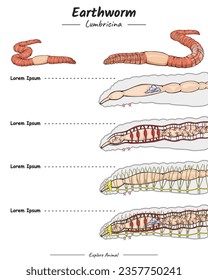 Earthworm Anatomy system template. diagram showing the parts of a Earthworm for educational content, teaching, presentation. with a simple design